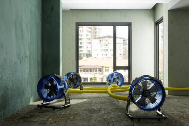 Best Professional water damage repair  in Fall City, WA